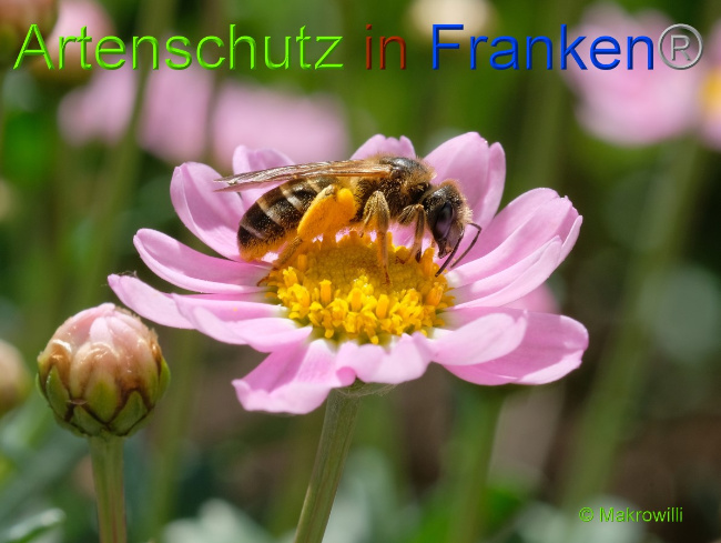 © Artenschutz in Franken® / Makrowilli Bild zum Eintrag (1052236-160)