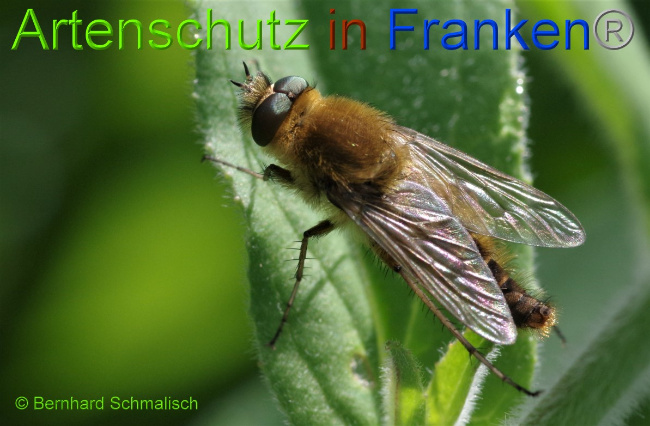 © Artenschutz in Franken® / Bernhard Schmalisch Bild zum Eintrag (1052304-160)