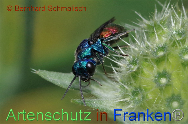 © Artenschutz in Franken® / Bernhard Schmalisch Bild zum Eintrag (1052630-160)