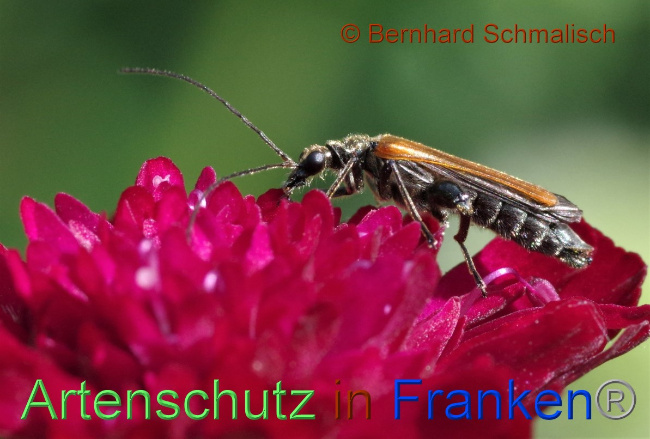 © Artenschutz in Franken® / Bernhard Schmalisch Bild zum Eintrag (1052654-160)