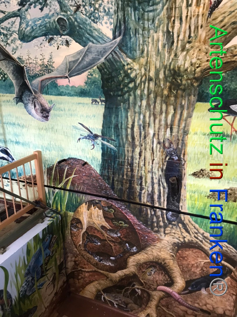 © Artenschutz in Franken® Bild zum Eintrag (1052711-160)