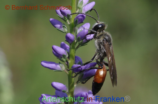 Ā© Artenschutz in FrankenĀ® / Bernhard Schmalisch Bild zum Eintrag (1052754-160)