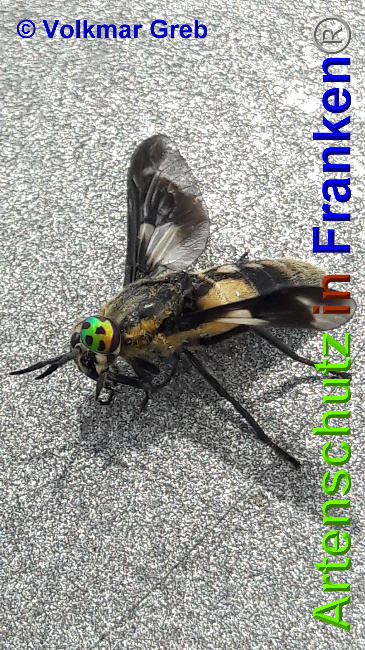 © Artenschutz in Franken® / Volkmar Greb Bild zum Eintrag (1052886-160)