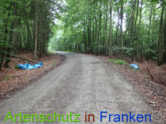 © Artenschutz in Franken® Bild zum Eintrag (1053162-160)