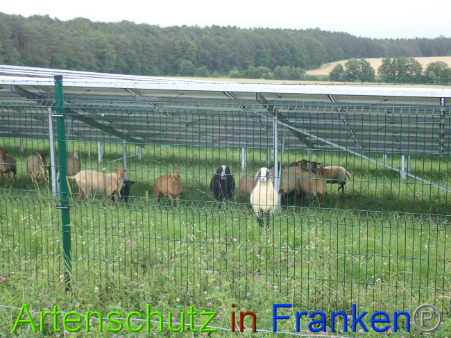 Ā© Artenschutz in FrankenĀ® Bild zum Eintrag (1053179-160)