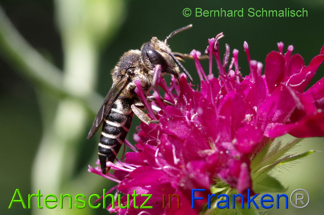 Ā© Artenschutz in FrankenĀ® / Bernhard Schmalisch Bild zum Eintrag (1053298-160)