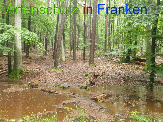 Ā© Artenschutz in FrankenĀ® / Monika Kaszink Bild zum Eintrag (1053330-160)