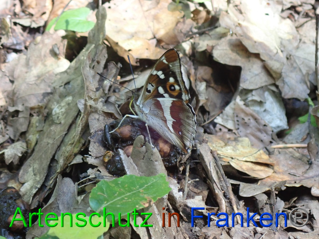 © Artenschutz in Franken® Bild zum Eintrag (1053432-160)