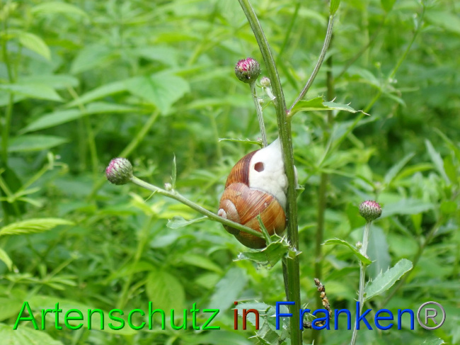 © Artenschutz in Franken® Bild zum Eintrag (1053436-160)