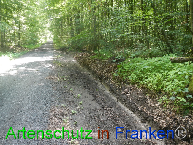 © Artenschutz in Franken® Bild zum Eintrag (1053440-160)