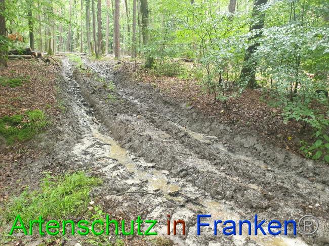 © Artenschutz in Franken® Bild zum Eintrag (1053471-160)