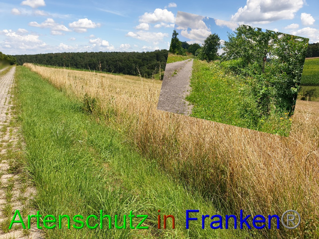 Ā© Artenschutz in FrankenĀ® Bild zum Eintrag (1053615-160)