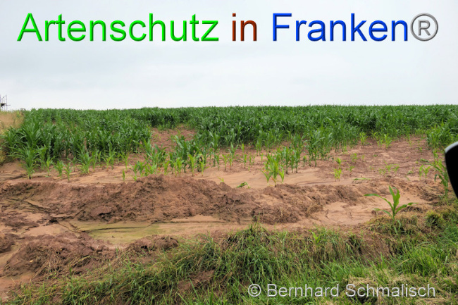 © Artenschutz in Franken® / Bernhard Schmalisch Bild zum Eintrag (1053625-160)