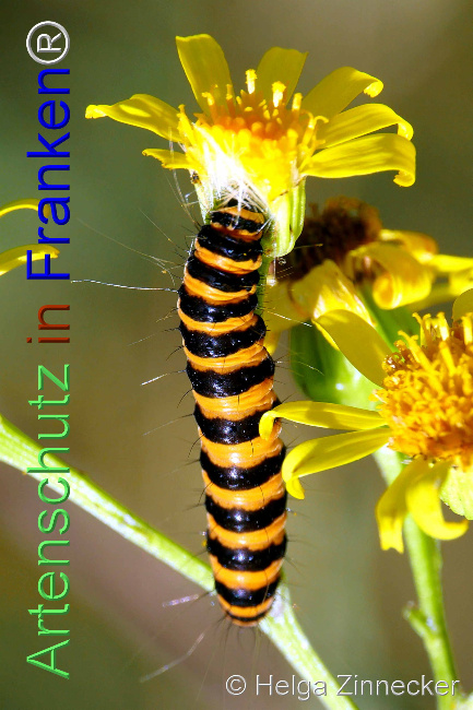 © Artenschutz in Franken® / Helga Zinnecker Bild zum Eintrag (1053705-160)