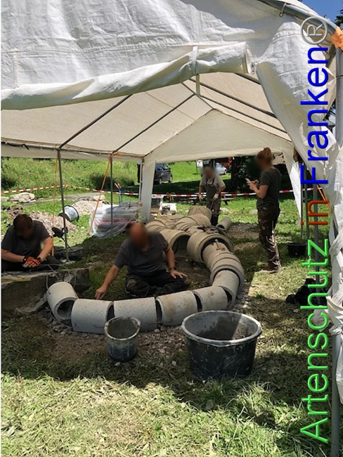 © Artenschutz in Franken® / Krautwurst Bild zum Eintrag (1053709-160)