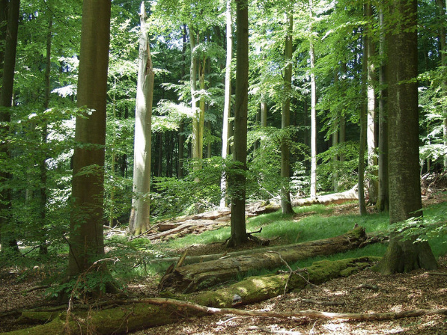 © Hagen Kluttig Bild zum Eintrag (1053794-160)