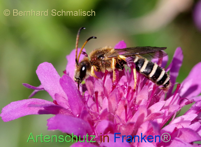 Ā© Artenschutz in FrankenĀ® / Bernhard Schmalisch Bild zum Eintrag (1053802-160)