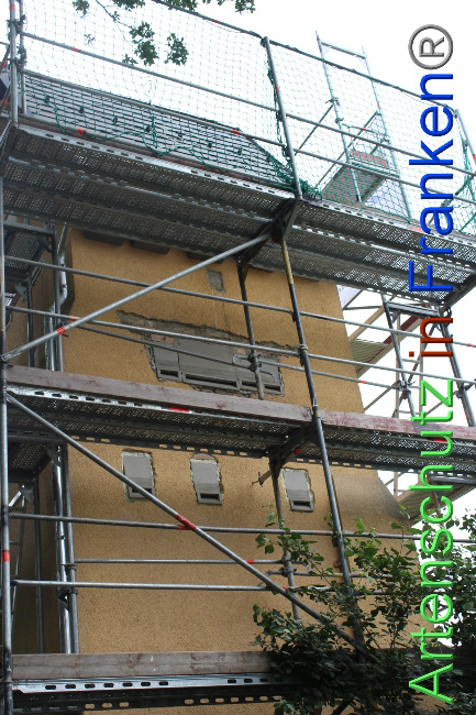 © Artenschutz in Franken® / VUS - Arndt Bild zum Eintrag (1053835-160)