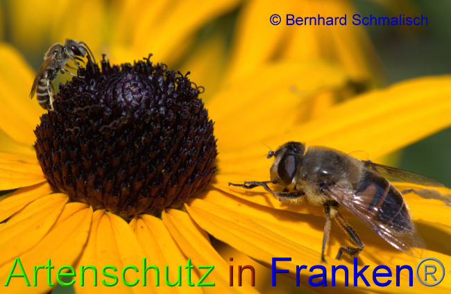 © Artenschutz in Franken® / Bernhard Schmalisch Bild zum Eintrag (1055697-160)