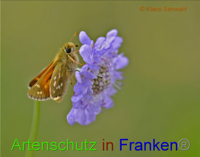 © Artenschutz in Franken® / Klaus Sanwald Bild zum Eintrag (1055713-160)