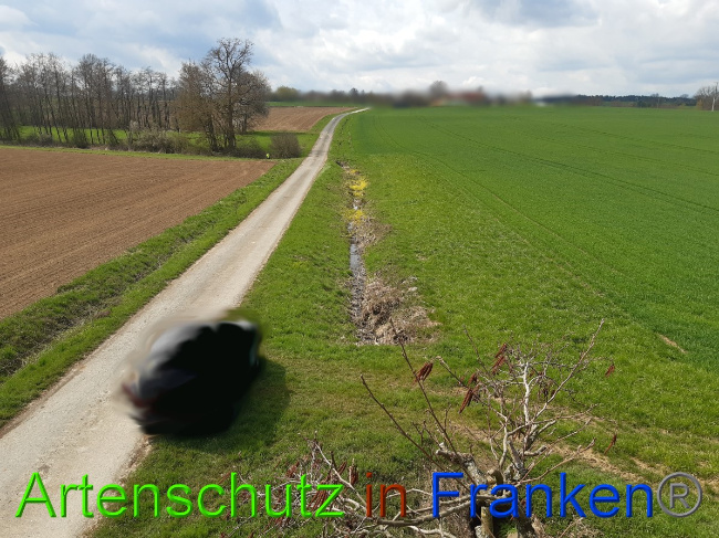 © Artenschutz in Franken® Bild zum Eintrag (1055812-160)