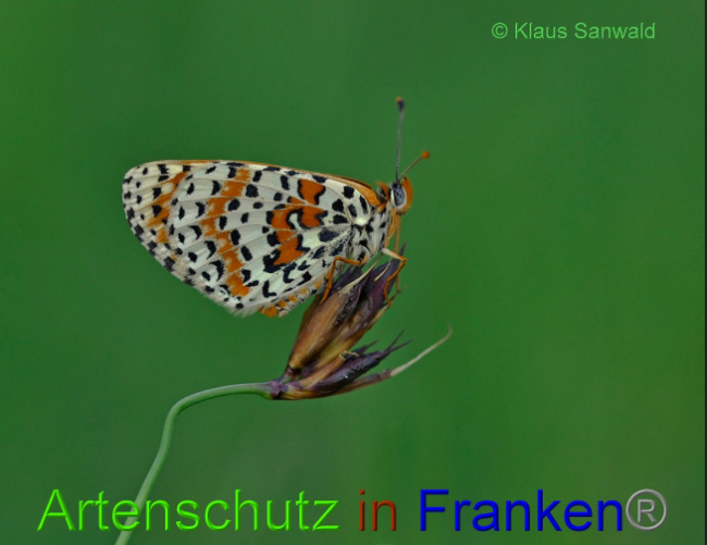 © Artenschutz in Franken® / Klaus Sanwald Bild zum Eintrag (1055855-160)