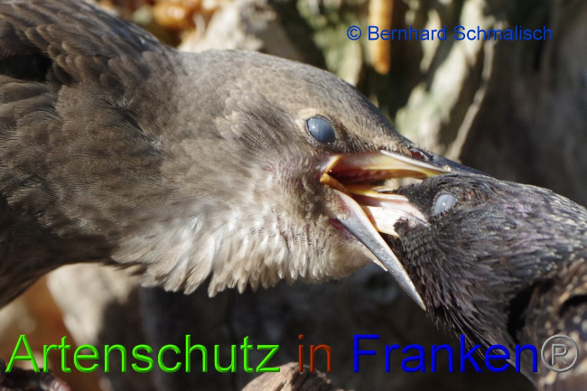 © Artenschutz in Franken® / Bernhard Schmalisch Bild zum Eintrag (1055861-160)