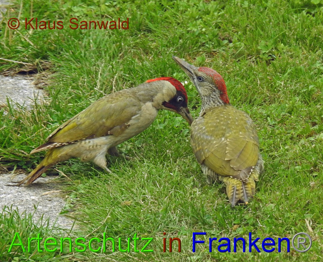 © Artenschutz in Franken® / Klaus Sanwald Bild zum Eintrag (1055886-160)