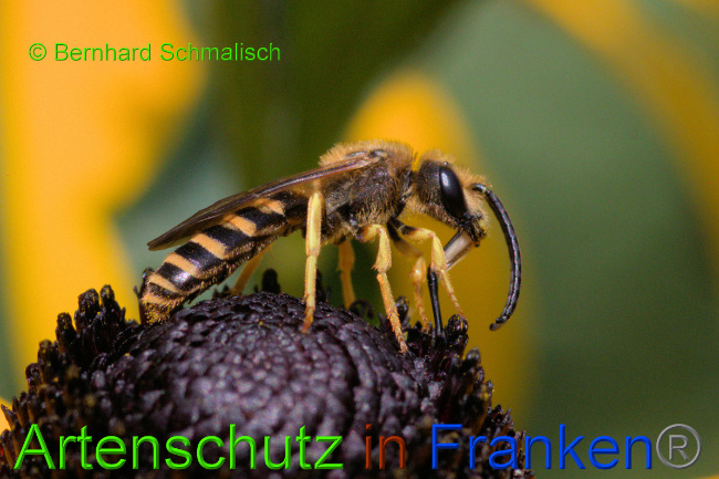 © Artenschutz in Franken® / Bernhard Schmalisch Bild zum Eintrag (1056048-160)
