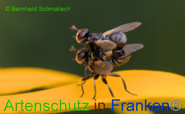 © Artenschutz in Franken® / Bernhard Schmalisch Bild zum Eintrag (1056092-160)