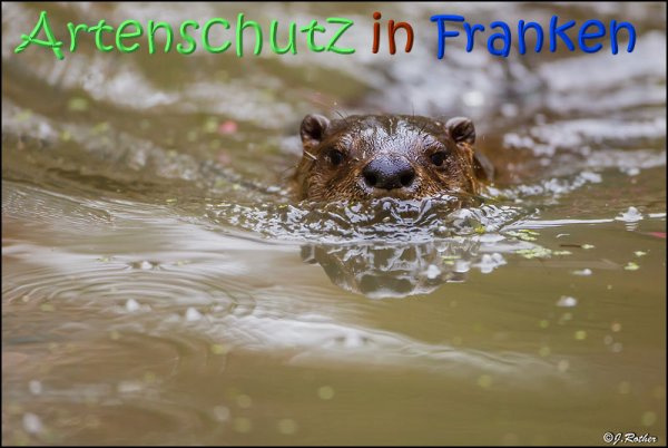 © Artenschutz in Franken® / Johannes Rother Bild zum Eintrag (1056116-160)