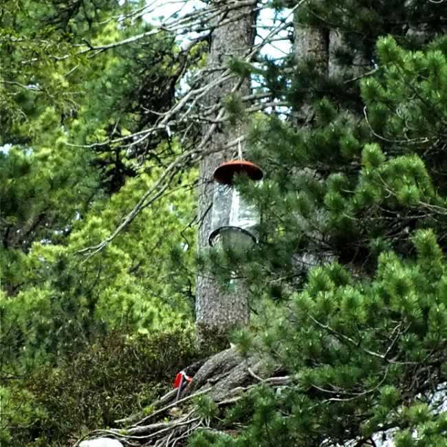 © Foto: LWF Bild zum Eintrag (1056124-160)