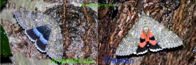 © Artenschutz in Franken® / Helga Zinnecker Bild zum Eintrag (1056136-160)