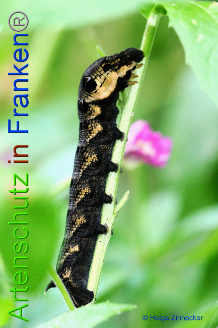 © Artenschutz in Franken® / Helga Zinnecker Bild zum Eintrag (1056146-160)