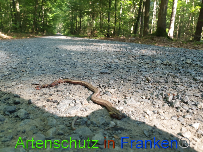 © Artenschutz in Franken® Bild zum Eintrag (1056237-160)