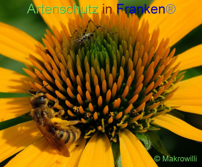 © Artenschutz in Franken® / Makrowilli Bild zum Eintrag (1056402-160)