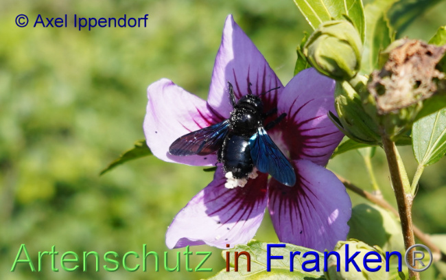 © Artenschutz in Franken® / Axel Ippendorf Bild zum Eintrag (1056488-160)