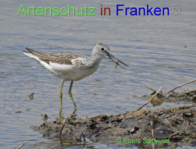 © Artenschutz in Franken® / Klaus Sanwald Bild zum Eintrag (1056496-160)