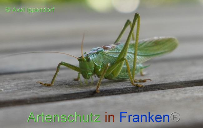 © Artenschutz in Franken® / Axel Ippendorf Bild zum Eintrag (1056579-160)