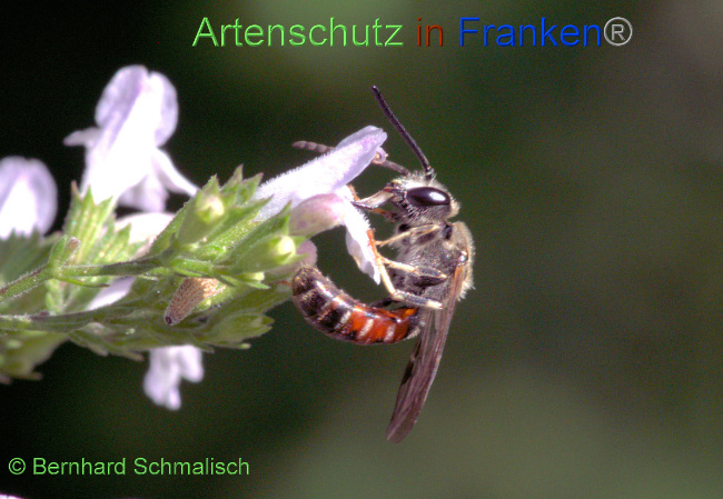 © Artenschutz in Franken® / Bernhard Schmalisch Bild zum Eintrag (1056714-160)