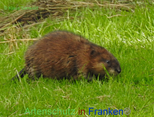 © Artenschutz in Franken® / Klaus Sanwald Bild zum Eintrag (1056740-160)