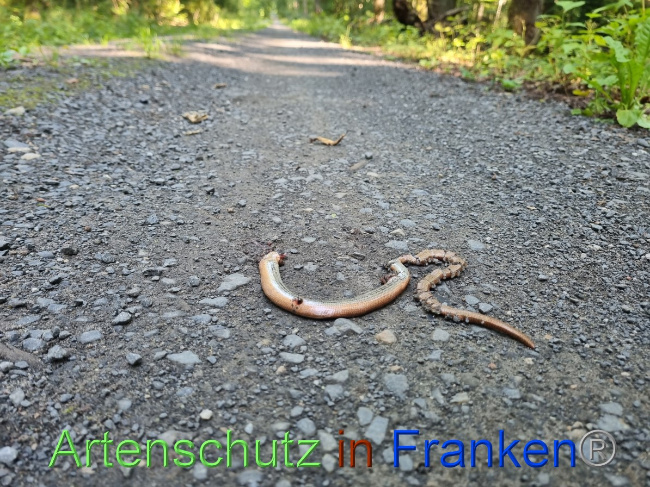 © Artenschutz in Franken® Bild zum Eintrag (1056767-160)