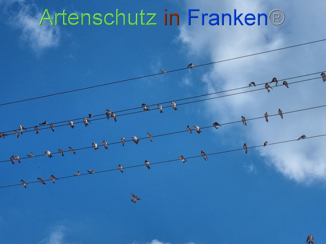 © Artenschutz in Franken® Bild zum Eintrag (1056779-160)