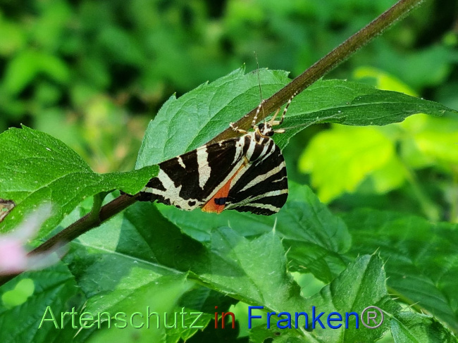 © Artenschutz in Franken® / Ute Kaiser Bild zum Eintrag (1056801-160)