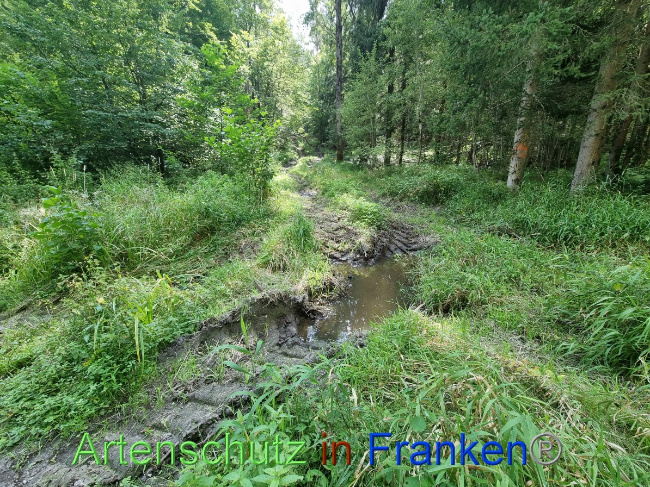 © Artenschutz in Franken® Bild zum Eintrag (1056805-160)