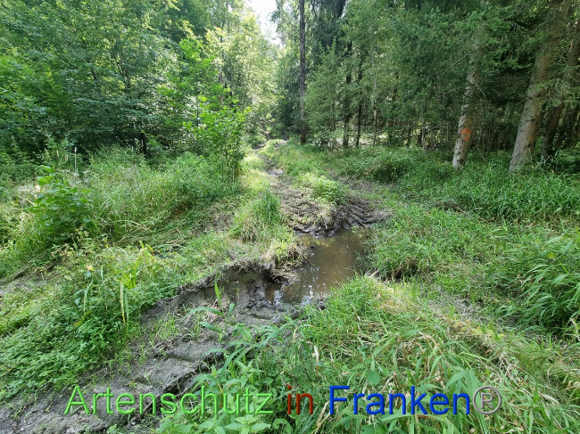 Bild zum Eintrag (1056805-160)