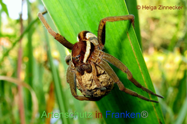 © Artenschutz in Franken® / Helga Zinnecker Bild zum Eintrag (1056872-160)