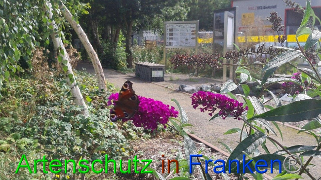 © Artenschutz in Franken® / Sonfeld Bild zum Eintrag (1056966-160)
