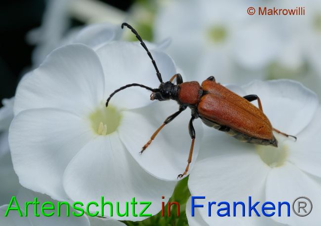 © Artenschutz in Franken® / Makrowilli Bild zum Eintrag (1056979-160)