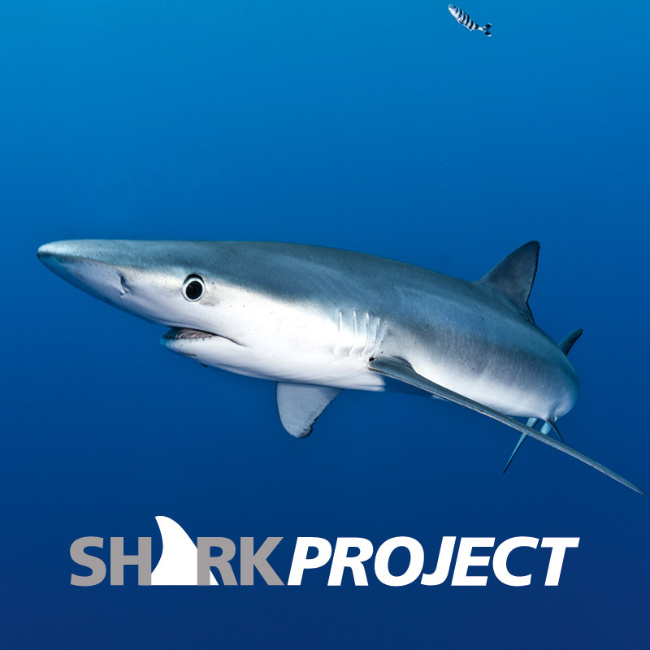 © Artenschutz in Franken® / Sharkprojekt Bild zum Eintrag (1056985-160)